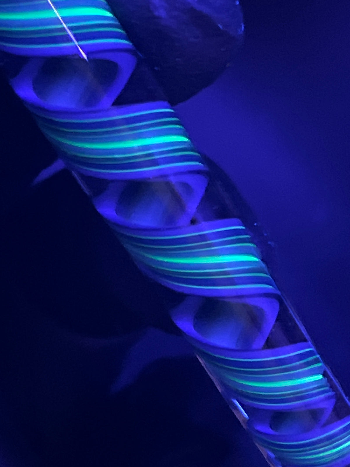 Packer - UV-Reaktiv - Brad B. - Usa