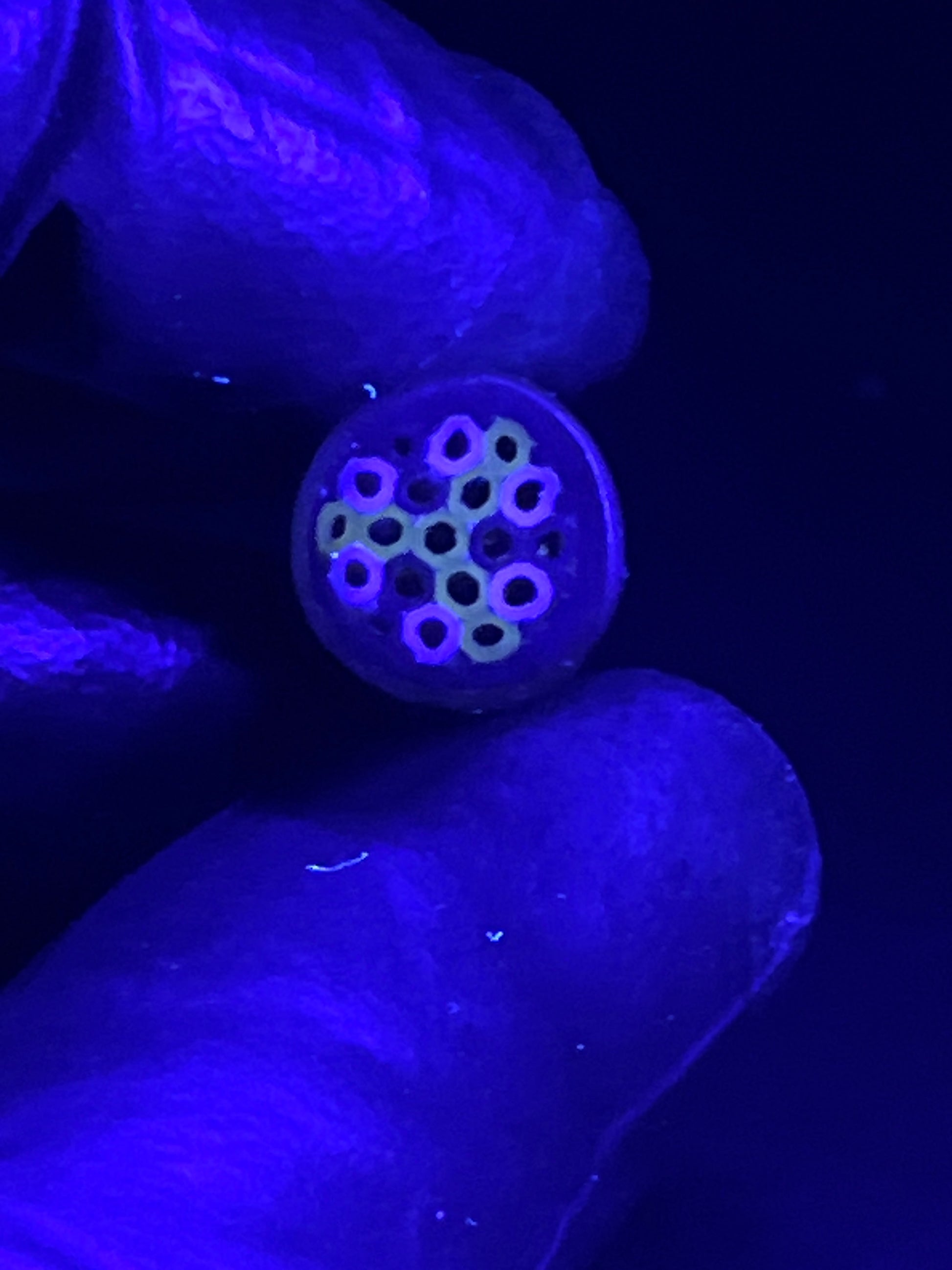 12mm - XT - UV-Reaktiv - Freeek - USA