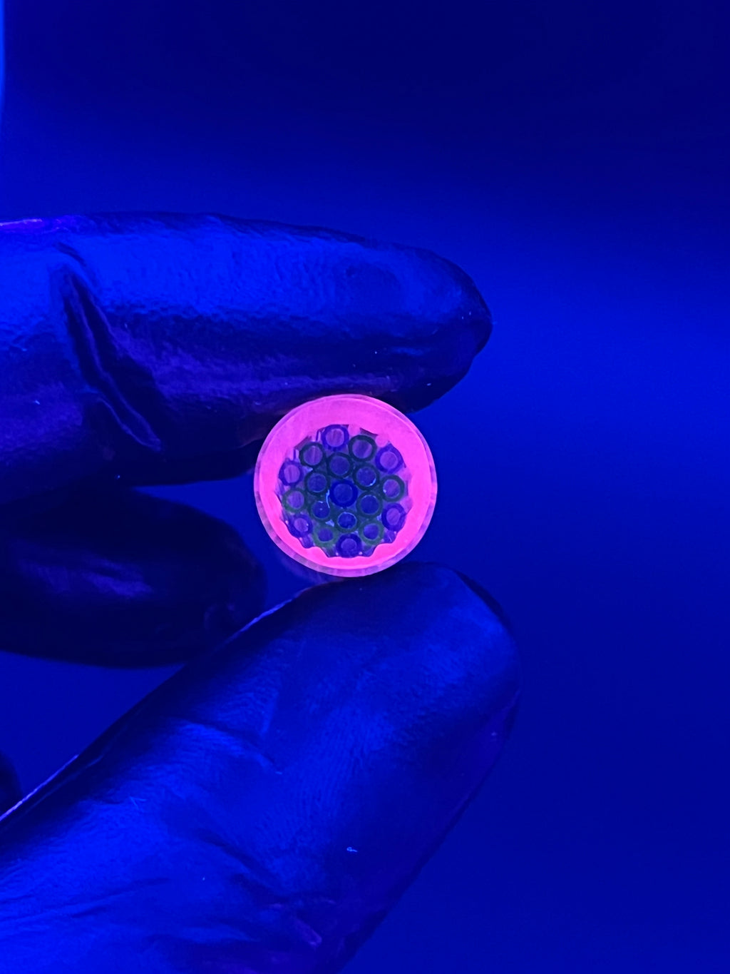 12mm - XT - UV-Reaktiv - Freeek - USA