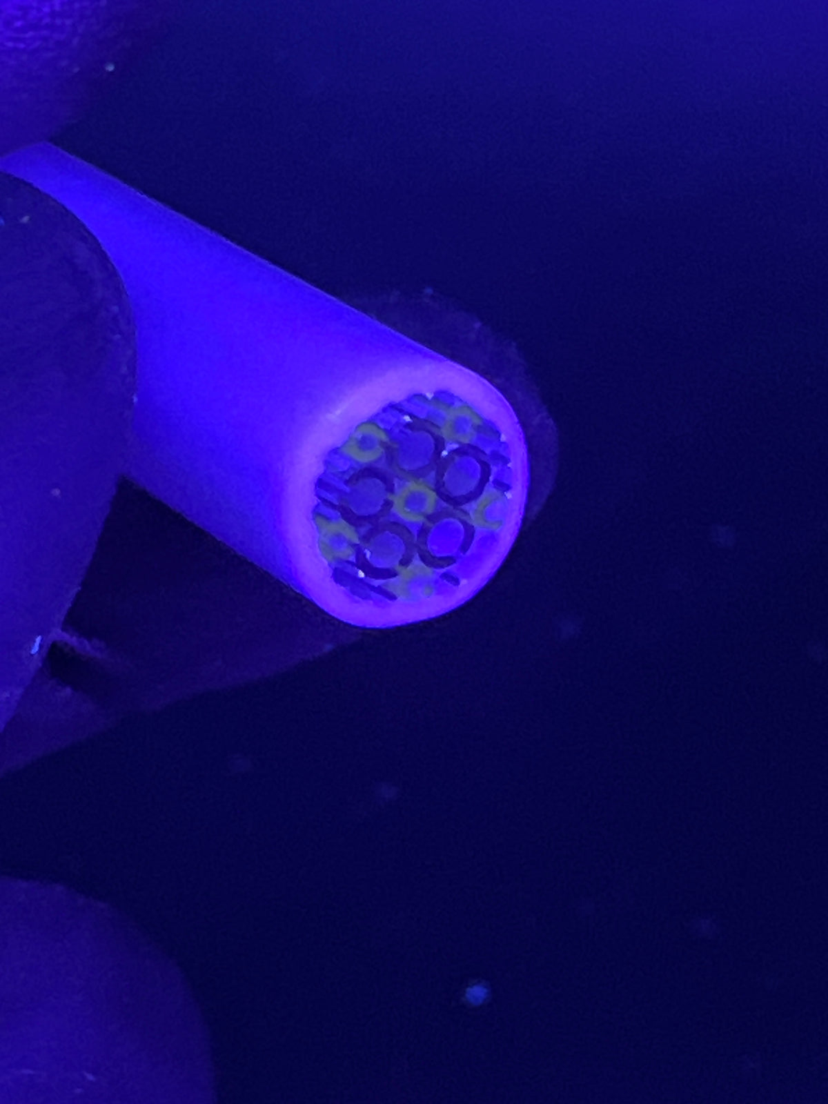 12mm - XXT  UV - Freeek - USA